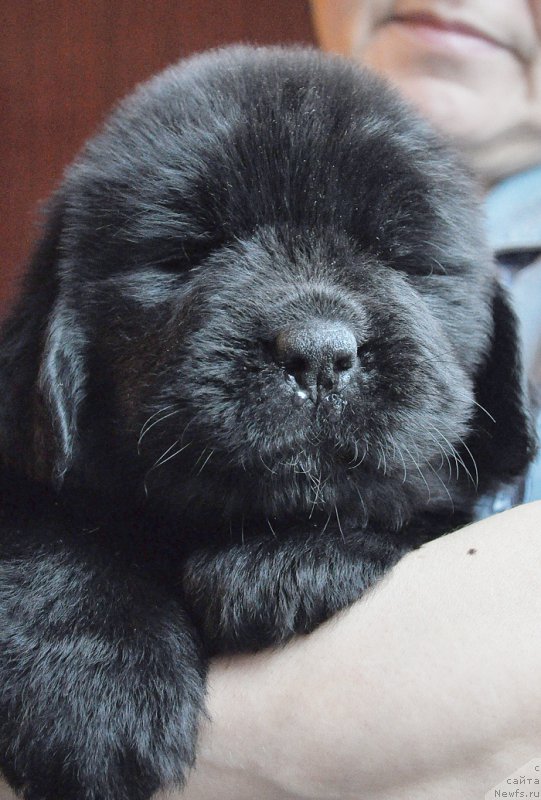 Фото: ньюфаундленд Beguschaya po Volnam Zephirine Drouhin (Бегущая по Волнам Зефирин Друэн)