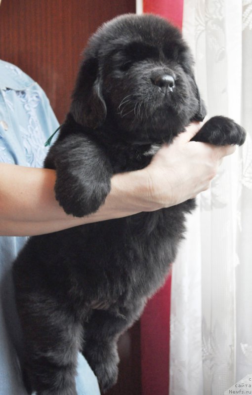 Фото: ньюфаундленд Beguschaya po Volnam Zephirine Drouhin (Бегущая по Волнам Зефирин Друэн)