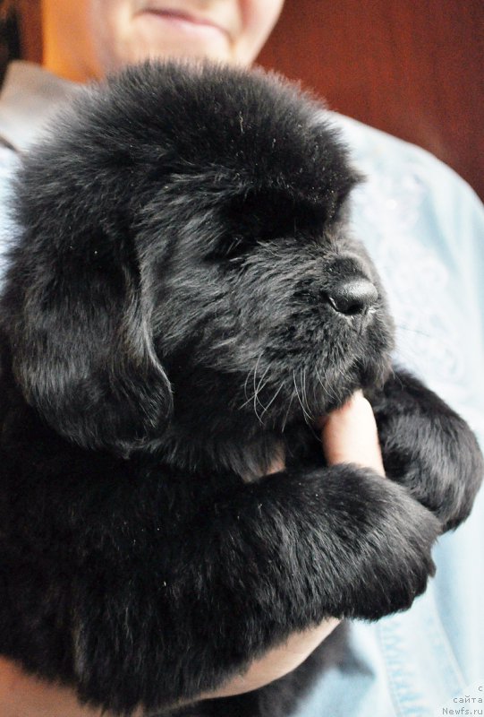 Фото: ньюфаундленд Beguschaya po Volnam Zephirine Drouhin (Бегущая по Волнам Зефирин Друэн)