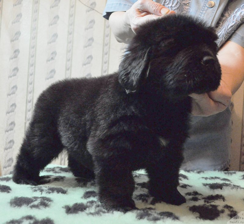 Фото: ньюфаундленд Beguschaya po Volnam Zephirine Drouhin (Бегущая по Волнам Зефирин Друэн)