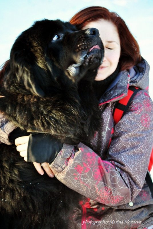 Фото: ньюфаундленд Chernyj Chank s Berega Dona (Черный Чанк с Берега Дона), Irina Skladnova (Ирина Складнова)