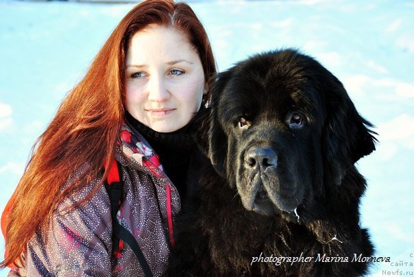 Фото: ньюфаундленд Chernyj Chank s Berega Dona (Черный Чанк с Берега Дона), Irina Skladnova (Ирина Складнова)