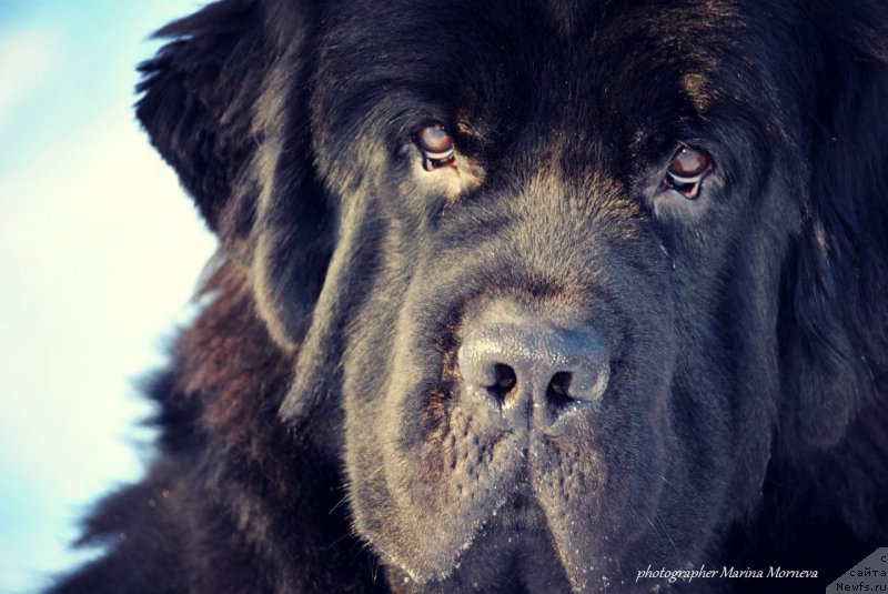 Фото: ньюфаундленд Chernyj Chank s Berega Dona (Черный Чанк с Берега Дона)