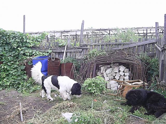 Фото: ньюфаундленд Super Bizon Baton (Супер Бизон Батон), ньюфаундленд Lesnaya Skazka Ruslana (Лесная Сказка Руслана)