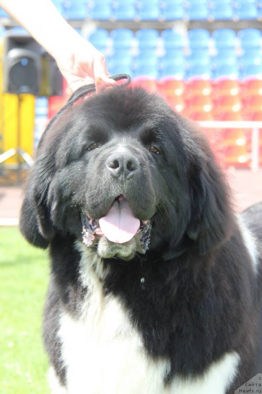 Фото: ньюфаундленд Hulk Invincible of Canadian Beardog