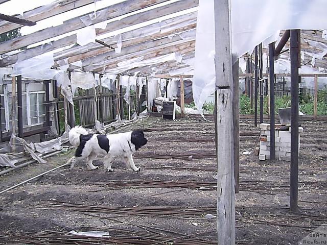 Фото: ньюфаундленд Super Bizon Baton (Супер Бизон Батон)