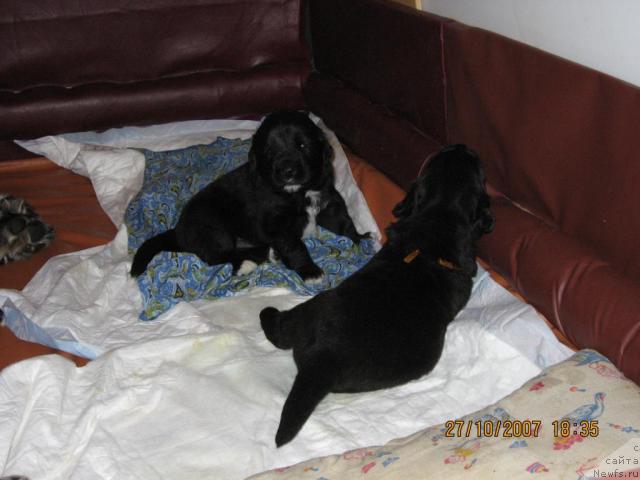 Фото: ньюфаундленд Bretani Severnoe Siyanie (Бретани Северное Сияние)