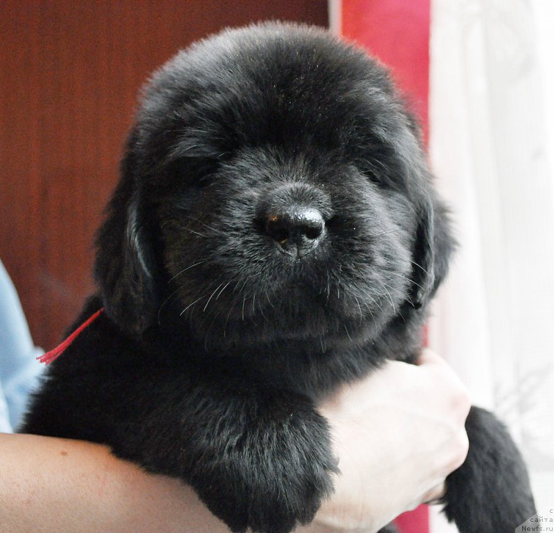 Фотография № 175780