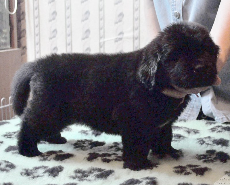 Фотография № 175782