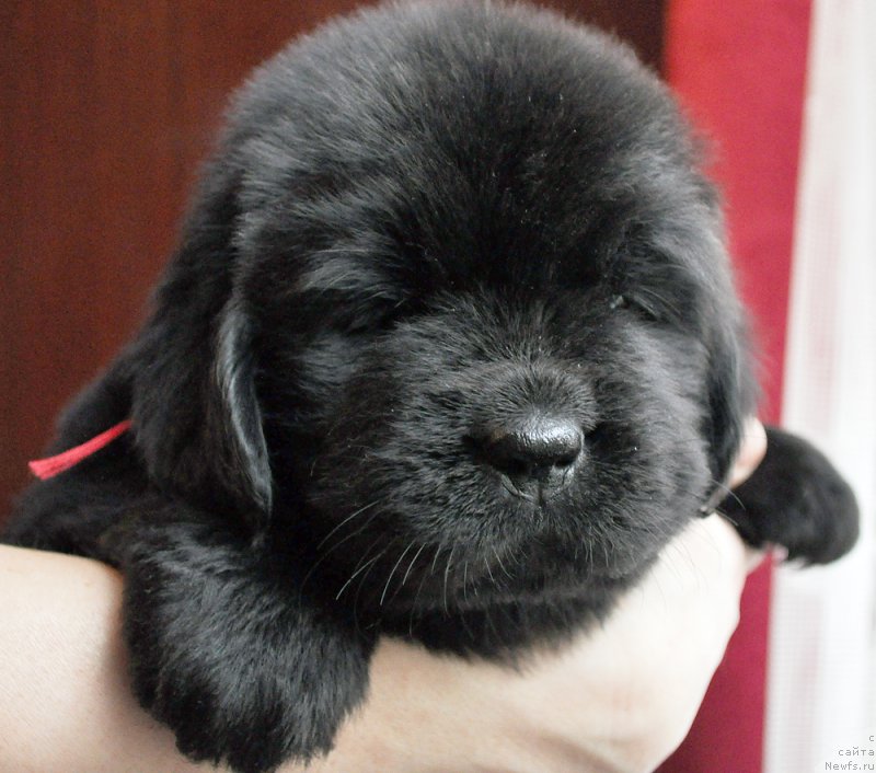 Фотография № 175783