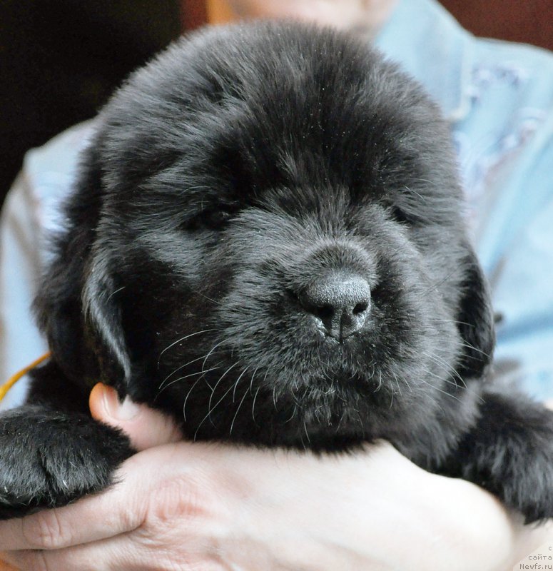 Фотография № 175786