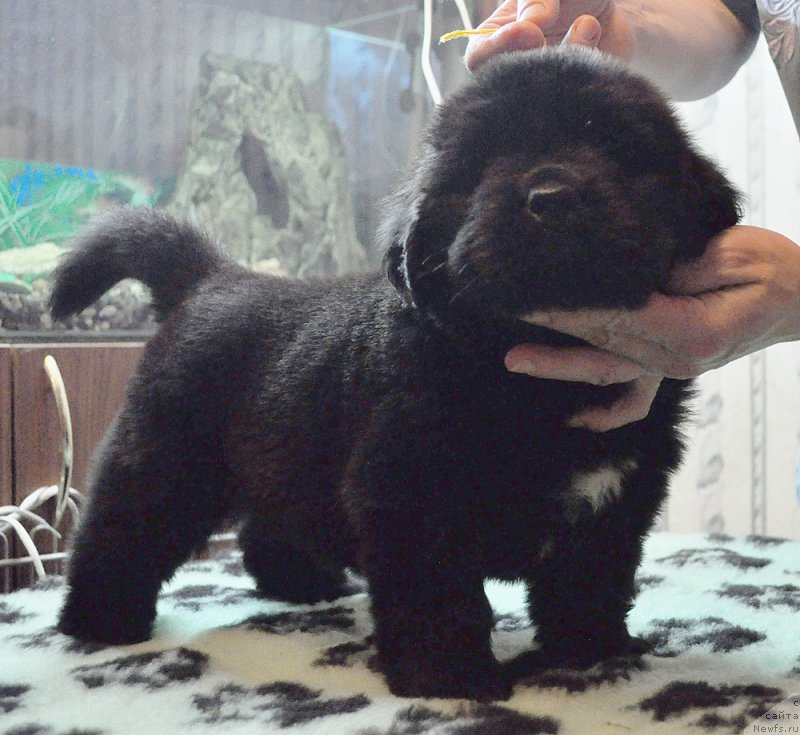 Фотография № 175789