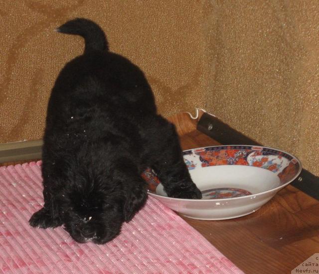 Фото: ньюфаундленд Bretani Severnoe Siyanie (Бретани Северное Сияние)