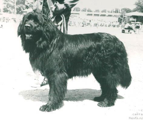 Фото: ньюфаундленд Ayna Laster (Айна Ластер)