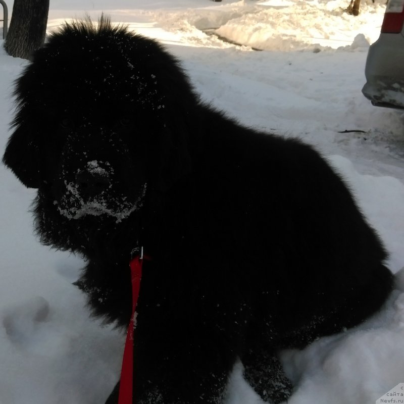 Фото: ньюфаундленд Gessi ot Sibirskogo Medvedja (Гесси от Сибирского Медведя)