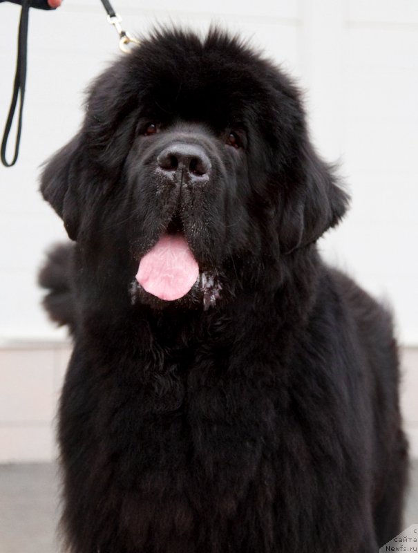 Фотография № 175813