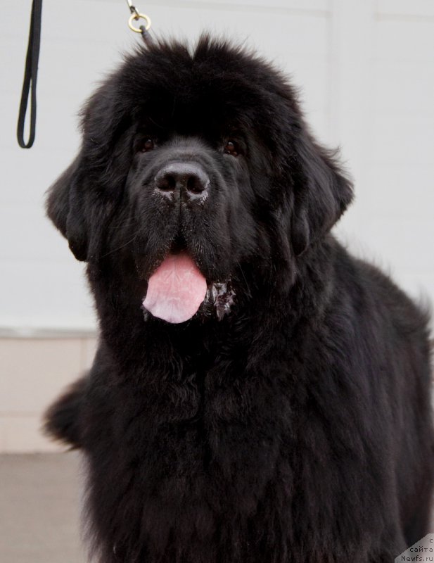 Фото: ньюфаундленд Dark Pride Vintage (Дак Прайд Винтаж)