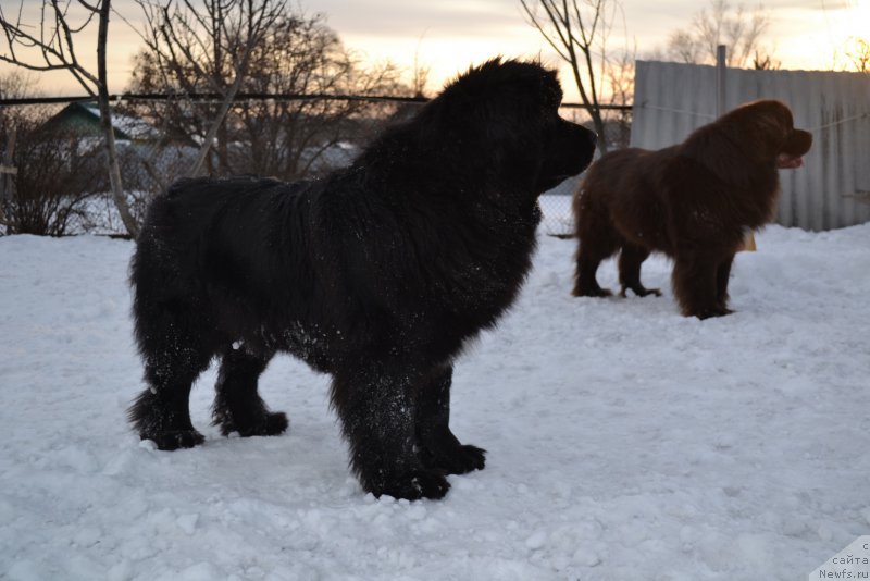 Фото: ньюфаундленд Talisman Morya Mishel' (Талисман Моря Мишель), ньюфаундленд Aquatoriya Kelvin Riverdance (Акватория Келвин Риверданс)