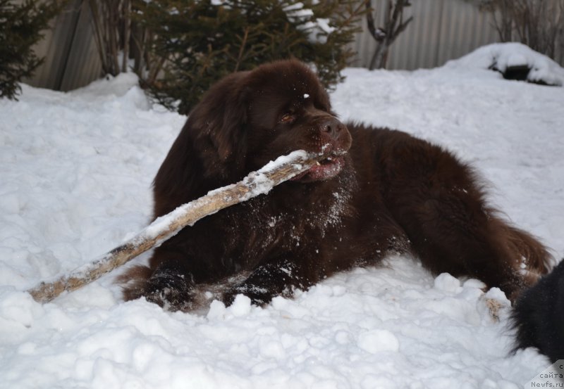 Фото: ньюфаундленд Aquatoriya Kelvin Riverdance (Акватория Келвин Риверданс)