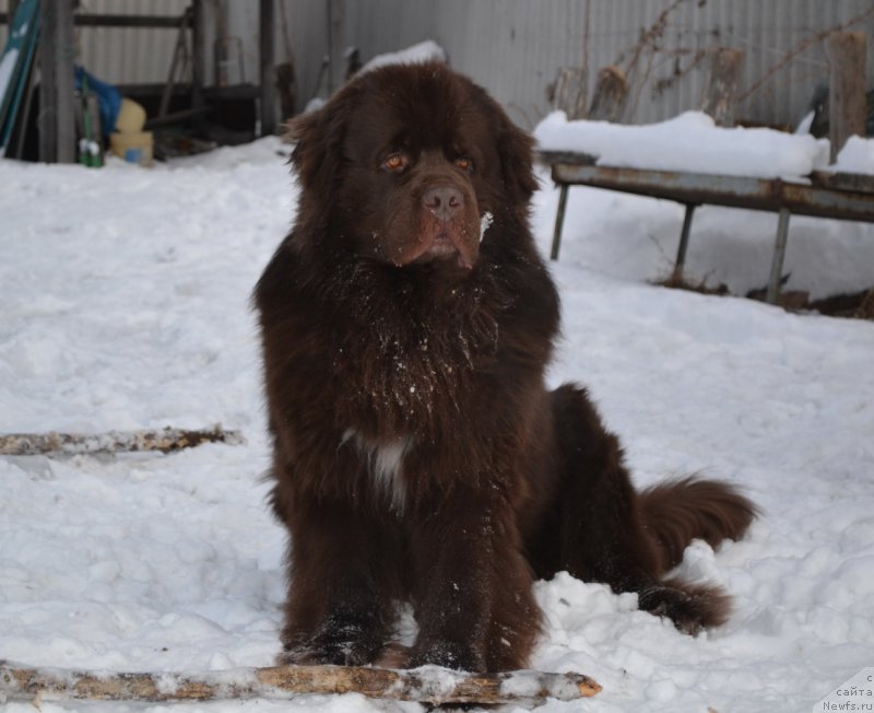 Фото: ньюфаундленд Aquatoriya Kelvin Riverdance (Акватория Келвин Риверданс)