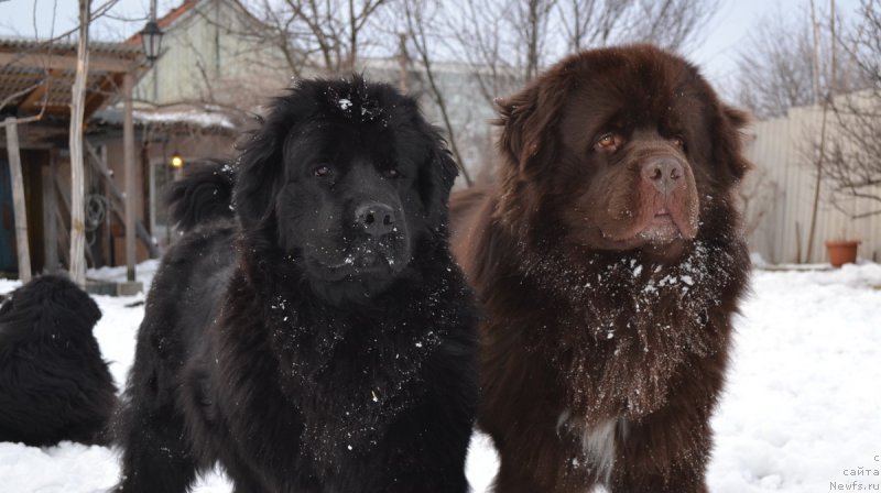 Фото: ньюфаундленд Talisman Morya Magiya Voln (Талисман Моря Магия Волн), ньюфаундленд Aquatoriya Kelvin Riverdance (Акватория Келвин Риверданс)