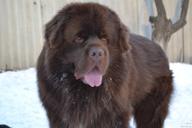 Фото: ньюфаундленд Aquatoriya Kelvin Riverdance (Акватория Келвин Риверданс)