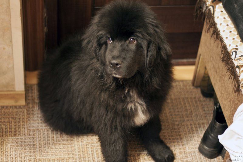 Фотография № 175835