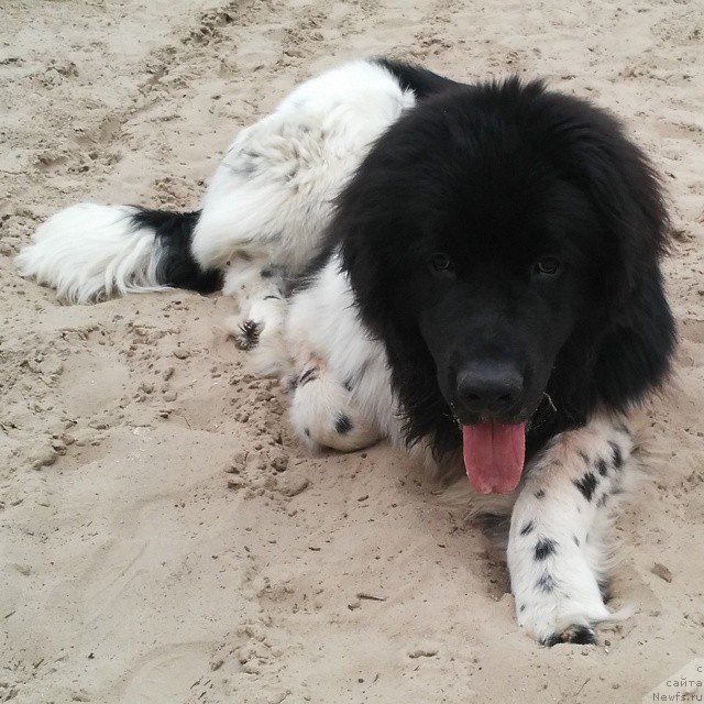 Фото: ньюфаундленд Gipnos Super Mishka