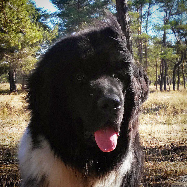 Фото: ньюфаундленд Gipnos Super Mishka