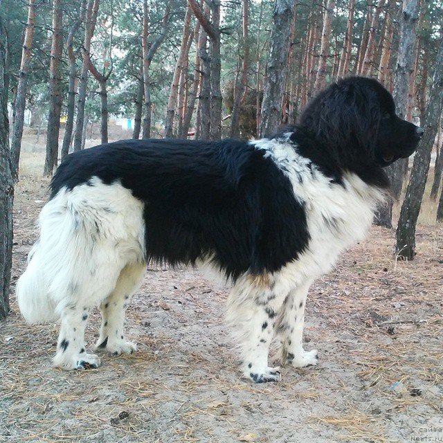 Фото: ньюфаундленд Gipnos Super Mishka