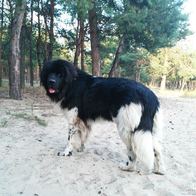 Фото: ньюфаундленд Gipnos Super Mishka