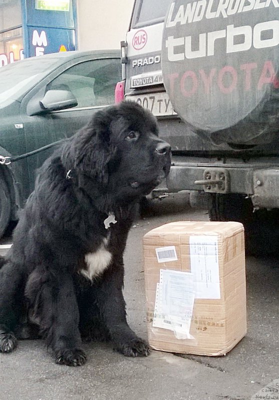 Фото: ньюфаундленд Beguschaya po Volnam Сhart Topper (Бегущая по Волнам Чарт Топпер)