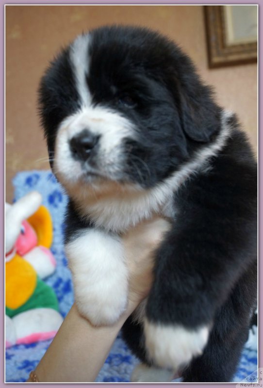 Фото: ньюфаундленд Set The World On Fire Topaz (Сет тхе Ворлд он Фире Топаз)