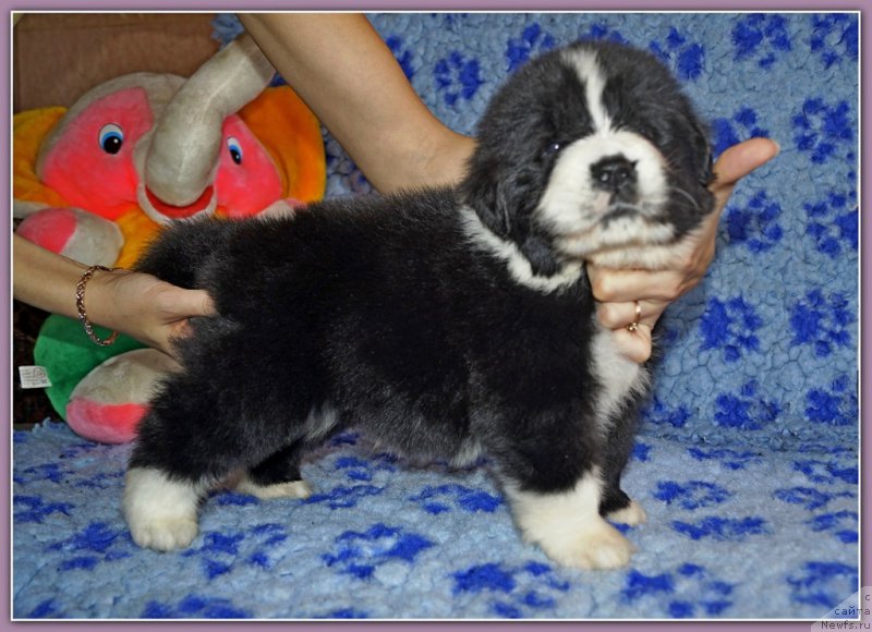 Фото: ньюфаундленд Set The World On Fire Topaz (Сет тхе Ворлд он Фире Топаз)