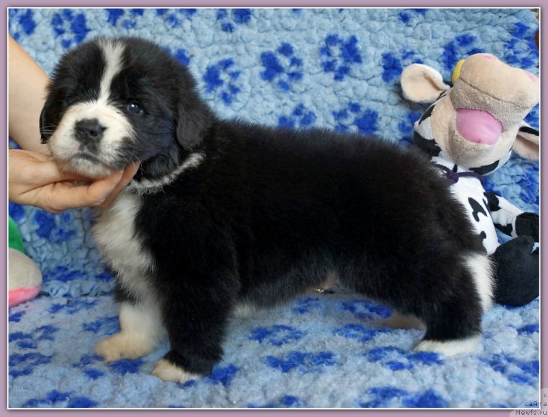 Фото: ньюфаундленд Set The World On Fire Topaz (Сет тхе Ворлд он Фире Топаз)