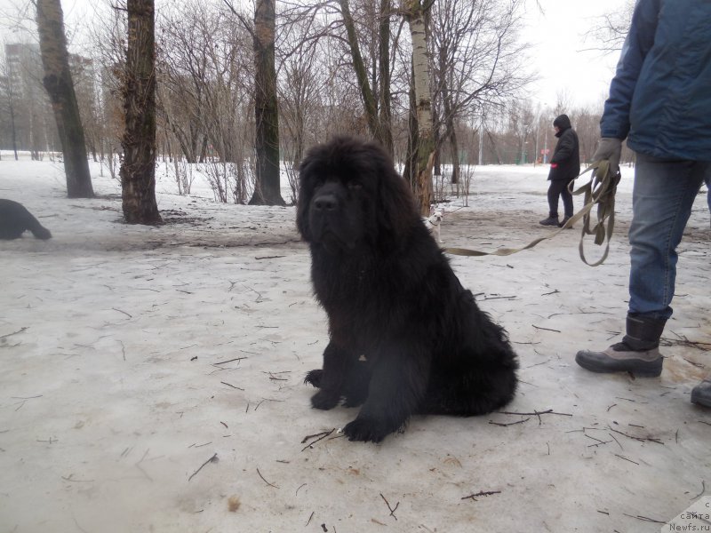 Фото: ньюфаундленд Chernaya Mafia Shot in the Dark (Черная Мафия Шот ин тхе Дарк)