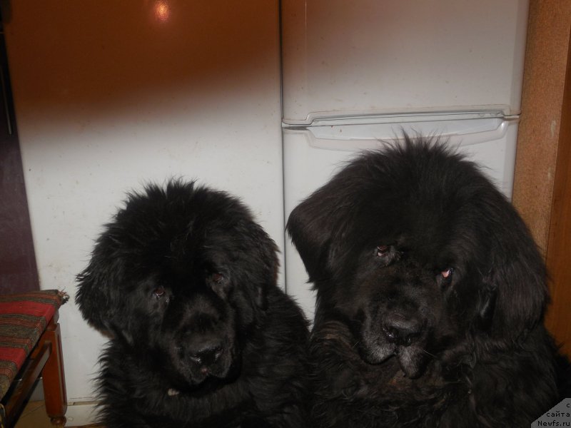 Фото: ньюфаундленд N'yumast Nyel'son Admiral Pobeditel' (Ньюмаст Нэльсон Адмирал Победитель), ньюфаундленд Toptyijka Nikoletta (Топтыжка Николетта)