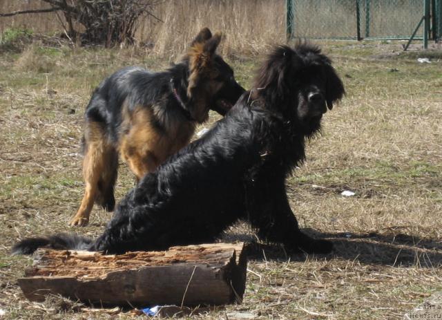 Фото: ньюфаундленд Bretani Severnoe Siyanie (Бретани Северное Сияние)