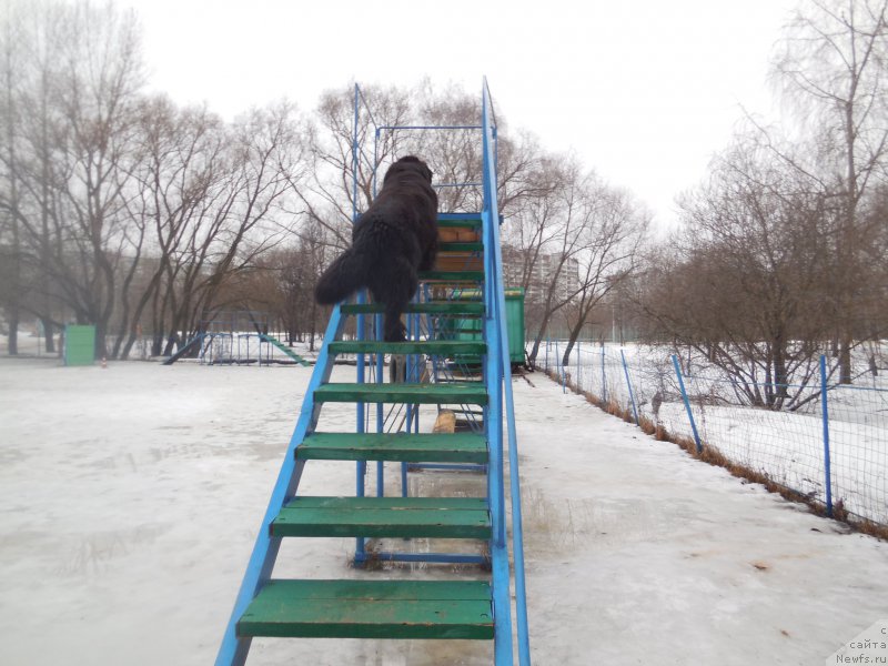 Фото: ньюфаундленд Toptyzhka Galatea Morskaya Nereida (Топтыжка Галатея Морская Нереида)