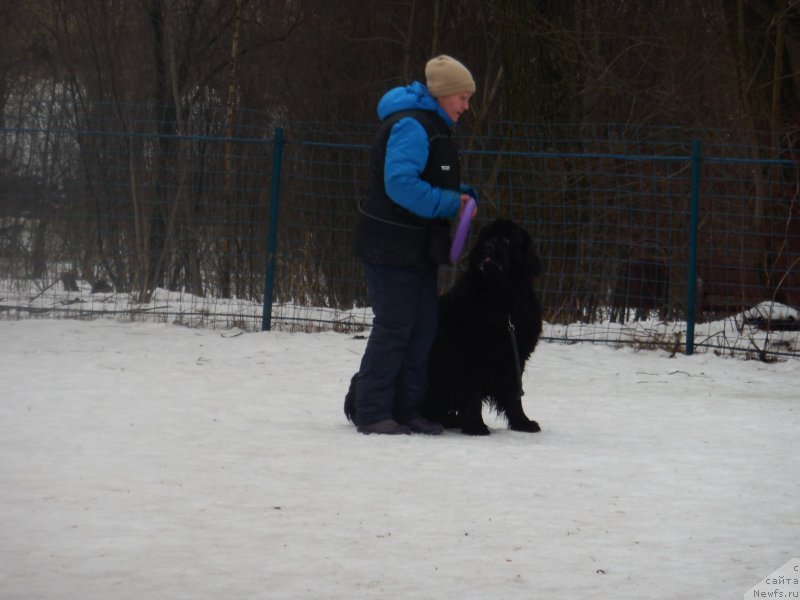 Фото: ньюфаундленд Toptyzhka Geroy Nashego Vremeni (Топтыжка Герой Нашего Времени)