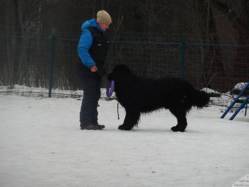 Фото: ньюфаундленд Toptyzhka Geroy Nashego Vremeni (Топтыжка Герой Нашего Времени)