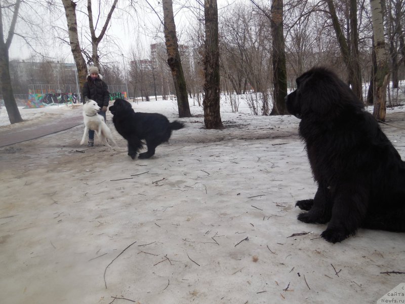Фото: ньюфаундленд Toptyzhka Galatea Morskaya Nereida (Топтыжка Галатея Морская Нереида), [d13486] и собачка