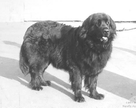 Фото: ньюфаундленд Ay Myeyt Laster (Ай Мэйт Ластер)