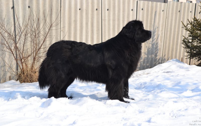 Фото: ньюфаундленд Talisman Morya Magiya Voln (Талисман Моря Магия Волн)