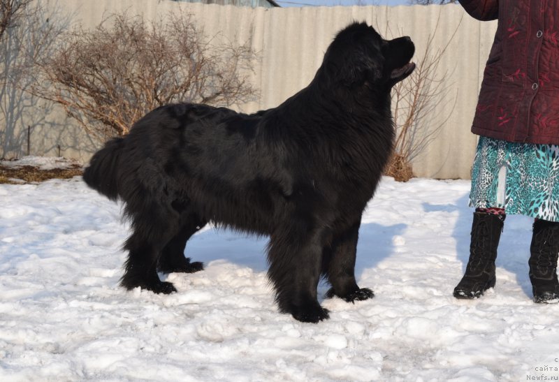 Фото: ньюфаундленд Talisman Morya Magiya Voln (Талисман Моря Магия Волн)