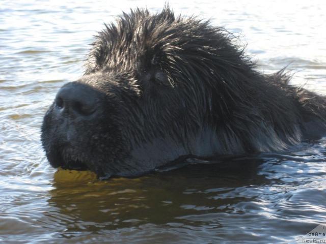 Фото: ньюфаундленд Bretani Severnoe Siyanie (Бретани Северное Сияние)