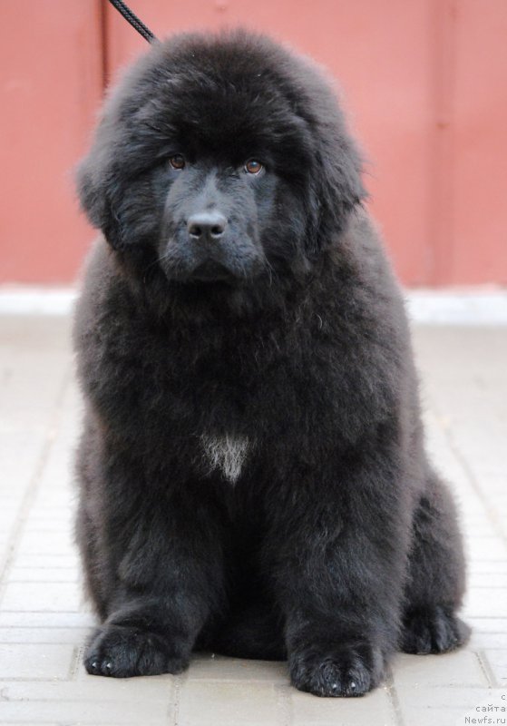 Фото: ньюфаундленд Moya Stikhiya Iksiya Elli Surprise (Моя Стихия Иксия Элли Сюрпрайз)