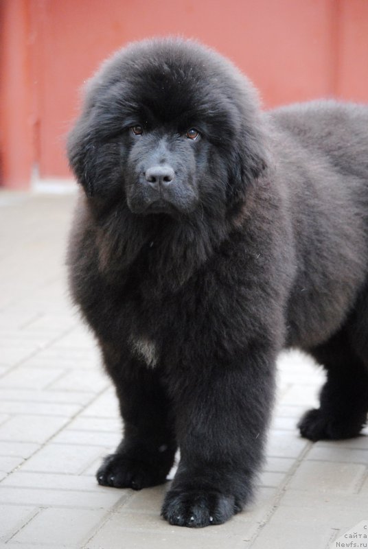 Фото: ньюфаундленд Moya Stikhiya Iksiya Elli Surprise (Моя Стихия Иксия Элли Сюрпрайз)