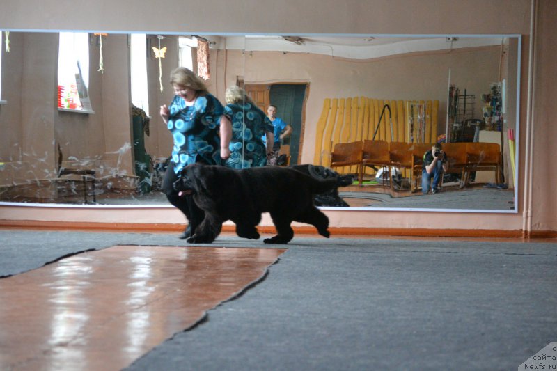 Фото: ньюфаундленд Mnogolikaya Boginya Manifik (Многоликая Богиня Манифик), Elena Votchal (Елена Вотчал)