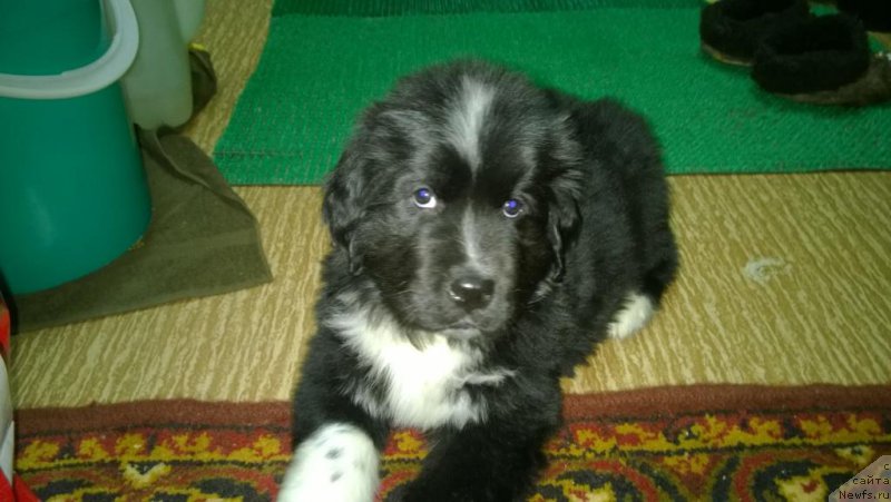 Фото: ньюфаундленд Lilli Byet (Лилли Бэт)